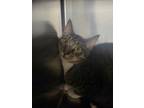 Adopt Jake a Brown or Chocolate Domestic Shorthair / Domestic Shorthair / Mixed