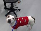 Adopt PARMESAN a White - with Gray or Silver American Staffordshire Terrier /