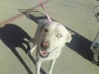Adopt PERLA a White Catahoula Leopard Dog / Mixed dog in Austin, TX (33658663)