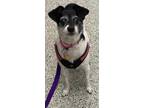 Adopt Mazzy a White Rat Terrier / Mixed dog in Kansas City, MO (33663186)