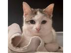 Adopt Maximus a White Domestic Shorthair / Domestic Shorthair / Mixed cat in