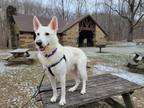 Adopt Larry a German Shepherd Dog / Mixed dog in Bloomington, IN (33663124)