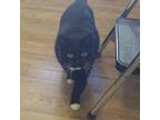 Adopt MONET a Black & White or Tuxedo Domestic Shorthair (short coat) cat in