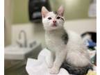 Adopt *SUNNY a White (Mostly) Domestic Shorthair / Mixed (short coat) cat in