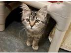 Adopt *OREO a Brown Tabby Domestic Mediumhair / Mixed (medium coat) cat in