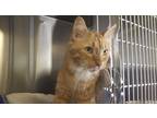 Adopt GOLDIE a Orange or Red Domestic Mediumhair (medium coat) cat in Prescott