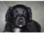 Adopt Rover a Black - with White Border Collie / Australian Shepherd / Mixed dog