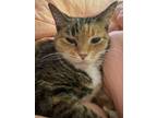 Adopt Snickers a Orange or Red Tabby American Shorthair / Mixed (short coat) cat