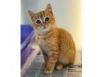Adopt Boss Baby 33-22 a Orange or Red Domestic Shorthair / Domestic Shorthair /