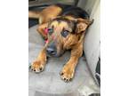 Adopt Luke a Black German Shepherd Dog / Mixed dog in Fresno, CA (33663063)
