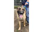 Adopt Copper a Tan/Yellow/Fawn German Shepherd Dog / Mixed dog in Fresno