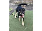 Adopt Fiona a Black Shepherd (Unknown Type) / Mixed dog in Fresno, CA (33663059)