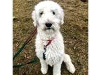 Adopt LOGAN a White Poodle (Standard) / Mixed dog in Methuen, MA (33656163)