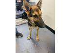 Adopt Sasha a Mixed Breed (Medium) / Mixed dog in Park City, UT (33662939)