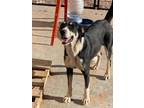Adopt Camden a Mixed Breed (Medium) / Mixed dog in Park City, UT (33662936)