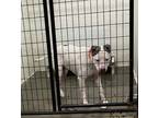 Adopt Sargent a White Terrier (Unknown Type, Small) / Mixed dog in Yellville