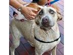 Adopt Luna a White - with Tan, Yellow or Fawn Australian Cattle Dog / Mixed dog