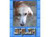 Adopt Shiloh a Treeing Walker 