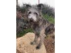 Adopt Archie a Otterhound / Mixed dog in Cottonwood, AZ (33662807)