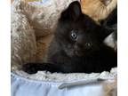Adopt Bellatrix (SJ) a Domestic Shorthair / Mixed (short coat) cat in Newnan