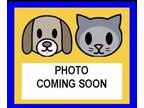 Adopt a All Black Domestic Shorthair / Mixed (short coat) cat in San Antonio
