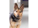 Adopt Lyla a German Shepherd Dog / Mixed dog in Dearborn, MI (33662766)