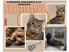 Adopt Purretta Lynn a Gray, Blue or Silver Tabby Domestic Shorthair / Mixed cat