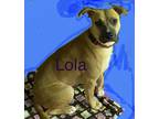 Adopt Lola a Tan/Yellow/Fawn - with Black Black Mouth Cur / Labrador Retriever