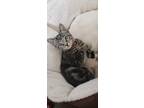 Adopt Pollux a Domestic Shorthair / Mixed (short coat) cat in Glenfield