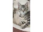 Adopt Castor a Domestic Shorthair / Mixed (short coat) cat in Glenfield