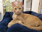 Adopt Yam a Domestic Shorthair / Mixed (short coat) cat in Meriden
