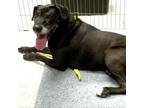 Adopt Jackson a Great Dane / Labrador Retriever / Mixed dog in Pacific Grove