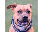 Adopt *HARLY a Tan/Yellow/Fawn American Pit Bull Terrier / Mixed dog in Las
