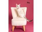 Adopt Pita a Siamese / Mixed (short coat) cat in San Jacinto, CA (33661913)