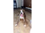 Adopt Hershel a American Pit Bull Terrier / Mixed dog in Lake Charles