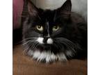 Adopt Shania a Domestic Longhair / Mixed cat in Hamilton, GA (33661757)