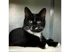 Adopt Faith a Domestic Shorthair / Mixed cat in Hamilton, GA (33661756)