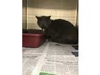 Adopt Tito a Gray or Blue (Mostly) Domestic Shorthair / Mixed (short coat) cat