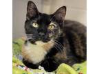 Adopt Noel a Domestic Shorthair / Mixed cat in Rocky Mount, VA (33661737)
