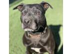 Adopt Pookie a Pit Bull Terrier / Mixed dog in San Pablo, CA (33661725)