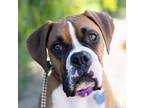 Adopt Nelo a Tan/Yellow/Fawn Boxer / Mixed dog in San Diego, CA (33661657)