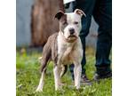 Adopt Son a Gray/Blue/Silver/Salt & Pepper Pit Bull Terrier / Mixed dog in