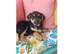 Adopt Finn a German Shepherd Dog / Labrador Retriever / Mixed dog in Scottsboro