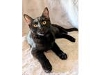 Adopt Jet a All Black Domestic Mediumhair (medium coat) cat in Anaheim