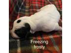 Adopt Freezing Frosty a White - with Tan, Yellow or Fawn Catahoula Leopard Dog /