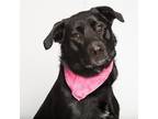 Adopt Marley a Black Labrador Retriever / Mixed dog in Franklin, TN (33659367)
