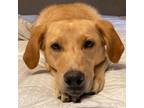 Adopt Goldie a Red/Golden/Orange/Chestnut Golden Retriever / Mixed dog in