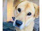 Adopt Hedley a Jindo / Mixed dog in San Ramon, CA (33661486)