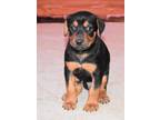 Adopt Dasher a Black - with Tan, Yellow or Fawn Doberman Pinscher / Mixed dog in