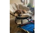 Adopt Ishani a Brindle - with White Boxer / Mixed dog in Murfreesboro